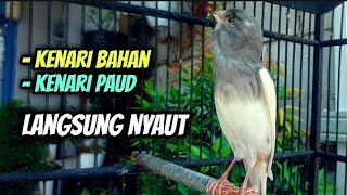 Download lagu Pancingan Kenari Gacor || Cocok Untuk Terapi Kenari Paud Belajar Bunyi Ngeriwik mp3