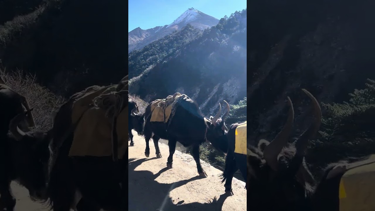 Yak Caravan on the EBC Trail with Mountain Views