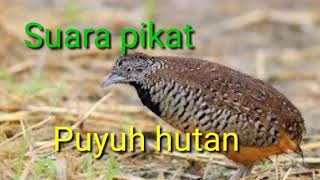 Download lagu Suara pikat puyuh hutan mp3