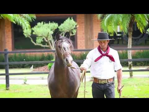 Lote 36 ZAINO DO RECANTO CRIOULO TE