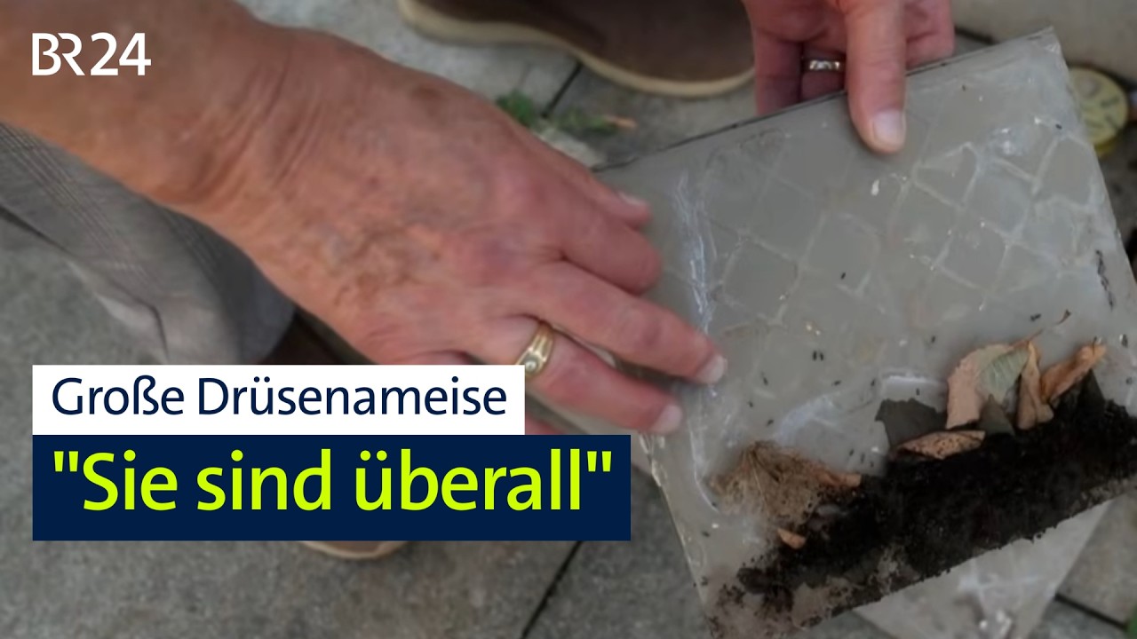 Große Drüsenameise: Invasive Ameisenart breitet sich in Nürnberg aus | BR24
