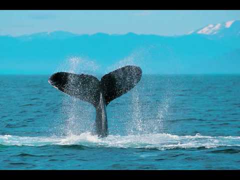 Amazing Grace   Native American Flute Music