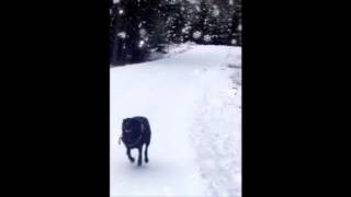 Qaqortoq - Raubtier Cover