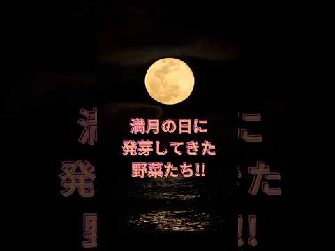あらゆる種類の土壌や暴露に対応する、メンテナンスが簡単な屋外用植物  庭園