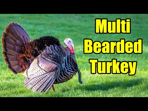 Multi Bearded Turkey & Turkey Beard Fun Facts