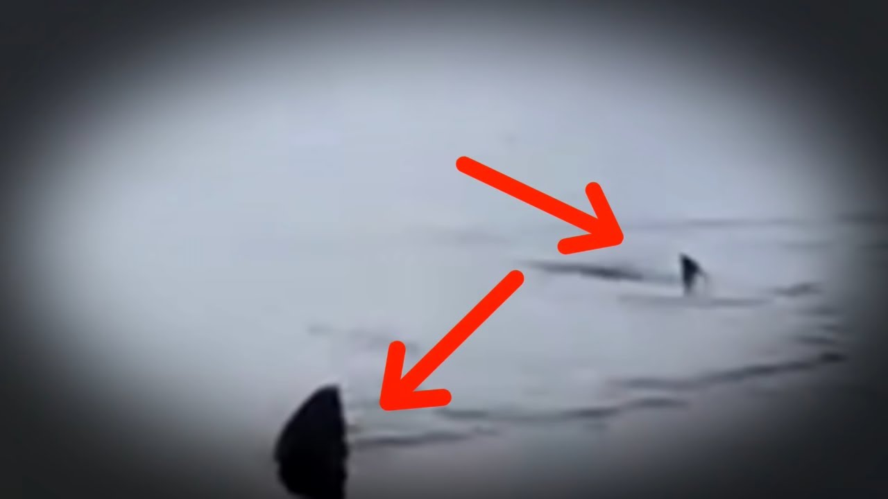 5 Megalodon Caught on Camera & Spotted In Real Life! #2 - Video Edit by Ahmed Salah