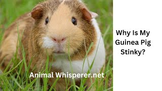 Why Is My Guinea Pig So Stinky?