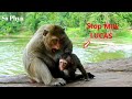 OMG Leyla So Angry Baby LUCAS She Bites LUCAS So Hard Co LUCAS Request Milk Leyla Tries Wean Milk