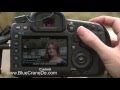 Blue Crane  Video #1