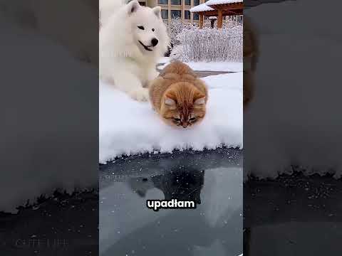 Ten pies popchnął kota od tyłu 😱