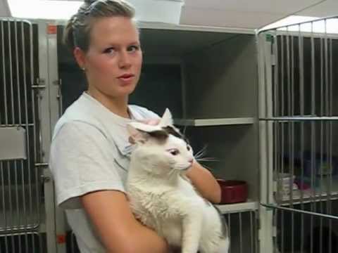 Volunteer Video: Picking Up A Cat That Isn't Thrilled About It