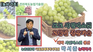 ✨[농사기초] 고품질 샤인머스켓 생산기술 #6 (완결)  / 당도 왜 올라가지 않나 / 착색불량 / 생장조정…