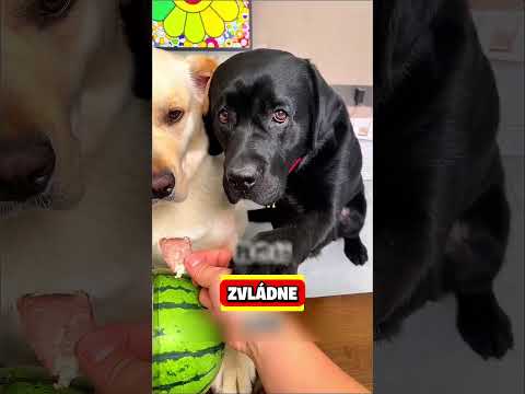 NEČEKANÉ VĚCI!😱 #shorts #fakta #zajimavosti