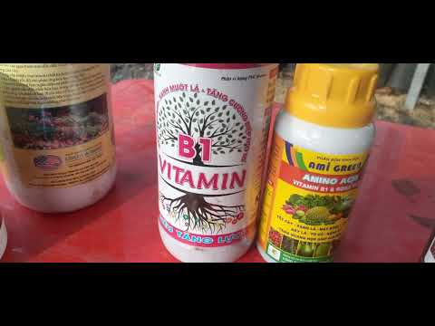 chia sẽ học hỏi kinh nghiệm phân tích kỹ thuật bón phân cho cây mai vàng