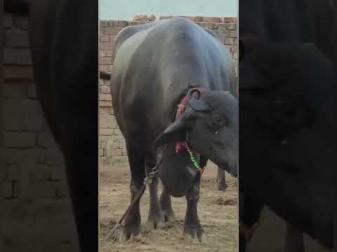 Black murrah buffalo, 15l - 20l, 400 - 500 kg