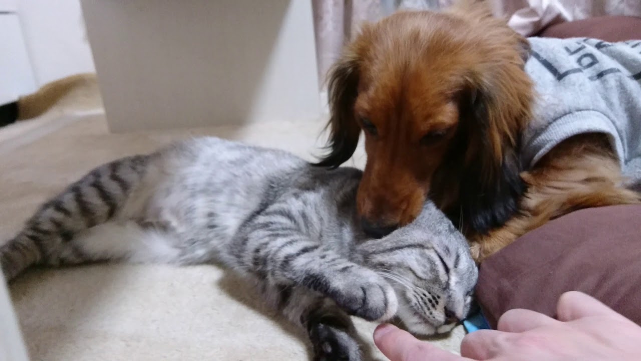 二人は本当に仲良し？ちょっと迷惑そう(笑)