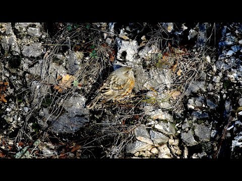 Vrchár červenkavý — spev a správanie, Apáthy-szikla, Budapešť