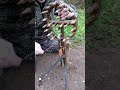 WHAT CAN FALL INTO THIS TRAP Trap Survival Trapping
