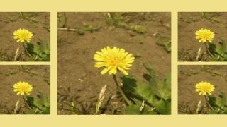 민들레 (single ver.) - 우효