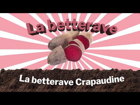 , title : 'La betterave Crapaudine'