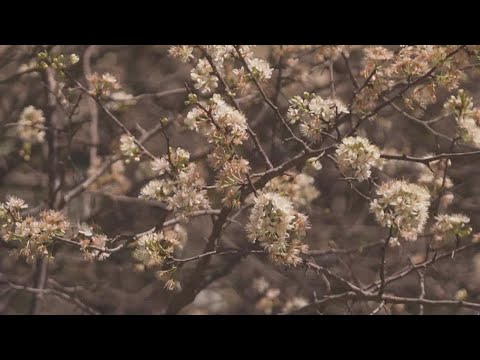 Pollen Count Grapevine