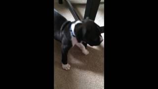 animale catelus adorabil