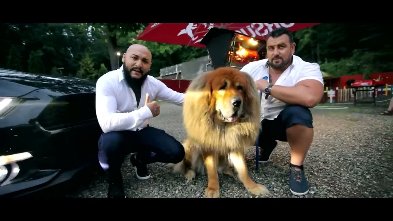 Dani Mocanu - Dani Mocanu - Campion | Video