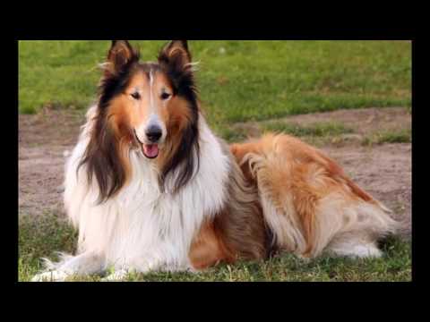 los perros mas juguetones-Anyeli Valeria y sus locuras