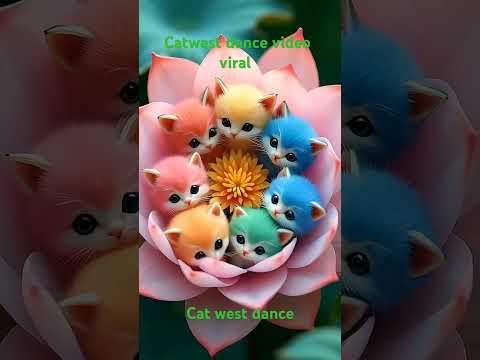 catwest dance video beautiful cat video.khurshid