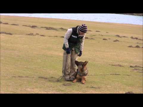 Miran von Kyoto Masuda 9month obedience