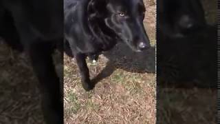 Adora:  Extremely gorgeous and very sweet! She&#39;ll take your breath away when you meet her!