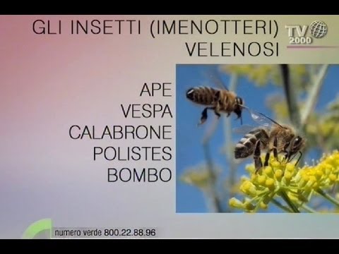 Come accettare mummie a eczemi Elementi primari e morfologici a eczema