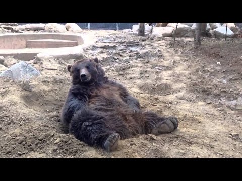 Volibear exe stopped working (improved version)