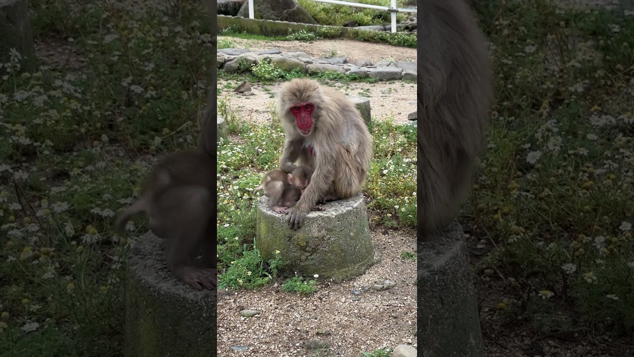 小豆島のおさるの赤ちゃん Cute baby monkey from Shodoshima, Japan