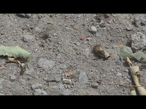 Spongy moth outlook appears to be less severe this year | wzzm13.com