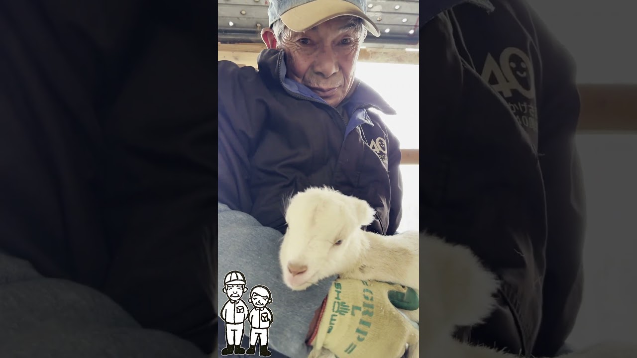生後2日の赤ちゃんヤギを抱っこしてみる　#goat