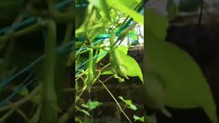 Vegetable Farming Ideas # #music #movie #love # nithya vaythalanga # Vallipayar# #travel #vector