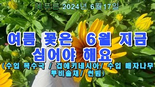 24년6 17 야생화