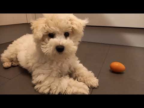 Fiete vs Ei / Fiete vs egg