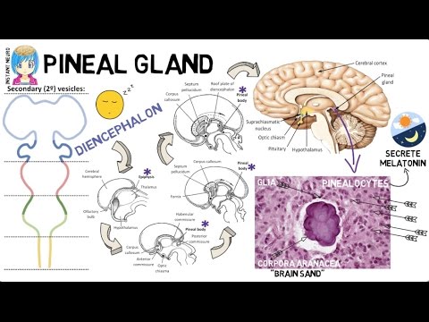 INSTANT NEURO - Pineal Gland