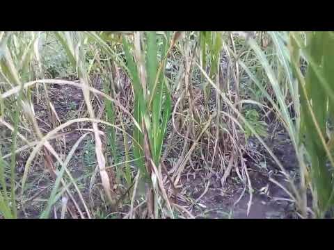 AS RAÇÃO DOS GADO TA BONITA DE MAIS/ SÍTIO PASSAGEM PIATA BAHIA 