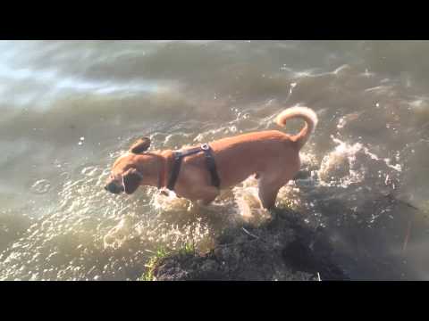 Dexter la Zau de Campie