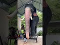 Sivan Robotic Elephant Aanamaker Roboticelephant