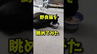 【猫最高】野良猫を眺めてみた