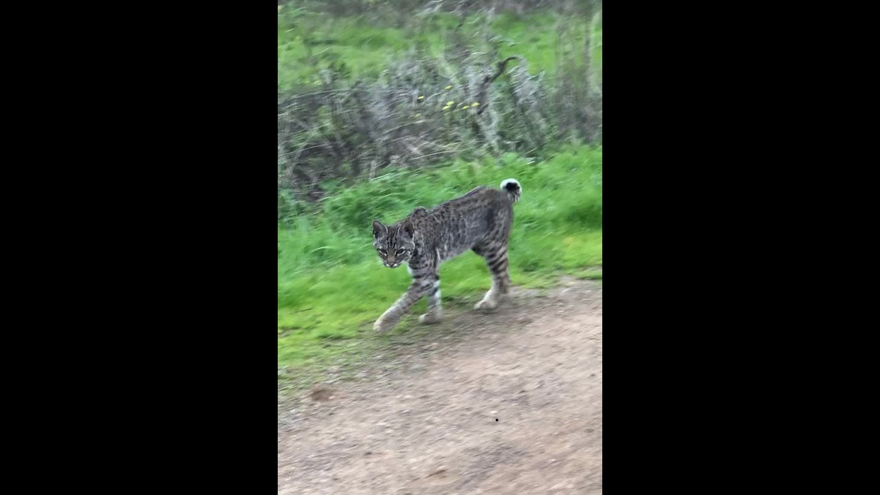 Adolescent Bobcat comes over to say hello