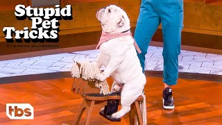 Adorable Bulldog Rides a Rocking Horse (Clip) | Stupid Pet Tricks | TBS