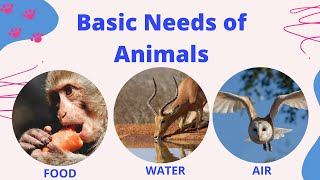BASIC NEEDS OF ANIMALS | Animal Needs | 3 Basic Needs of Animals to Survive |
