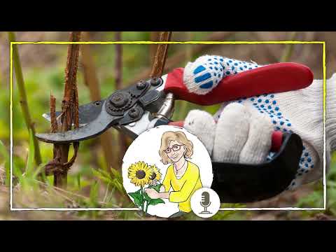 Felsenbirne und Co. – Ziersträucher schneiden: wie und wann?