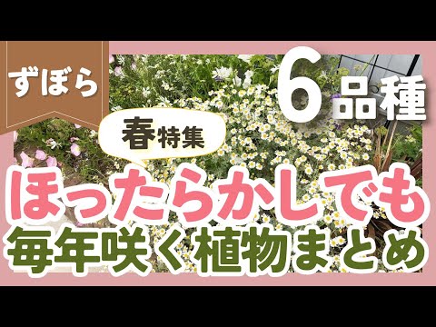 冬から春にかけての魅力的な植物たち ガーデンデザイン