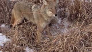 preview picture of video 'Missouri cable restraint coyote checks with my daughter'